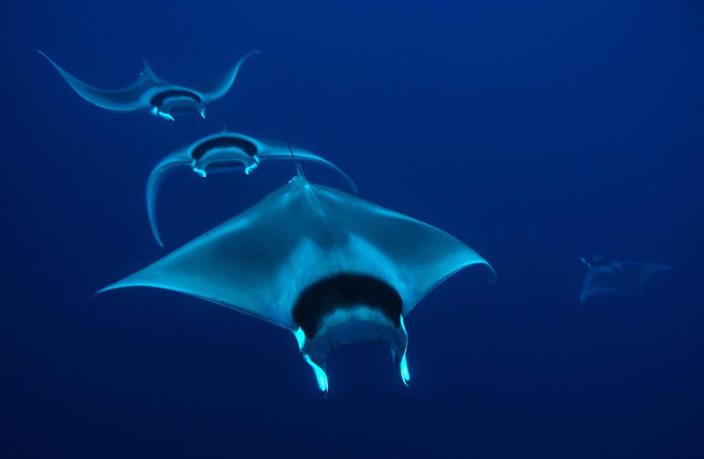 Prohibit retention of manta and mobula rays and adopt live release guidance The family Mobulidae, which includes manta rays and mobula rays, is extremely vulnerable to overfishing.