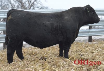 RB Regal Duty 3215 ~ Sire to Lot 50 SIRE DATA RB Regal Duty 3215 Sire for Lot 50 Reg # 17831922 Tattoo: 3215 DOB: 9/13/2013 S A V Final Answer 0035 Coleman Regis 904 Coleman Donna 714 RB Regal Duty