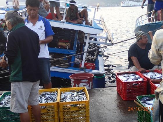 anchored rumpons Catch mostly for local processing, some for export