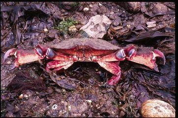 Benthos Molluscs Crustaceans Northern Pink Shrimp Red Rock Crab http://www.