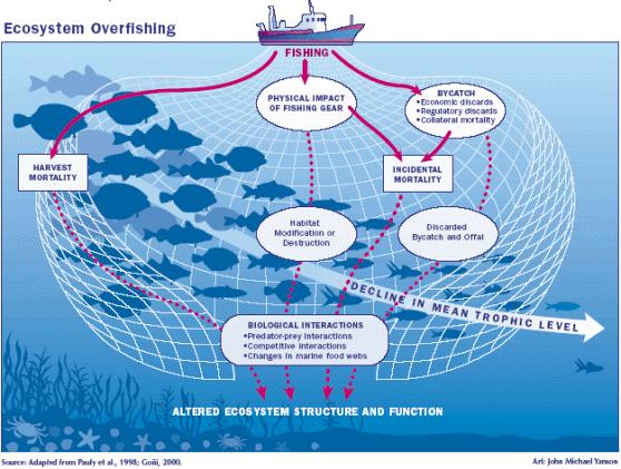 Consequences of overfishing 1. Change in marine food web Consequences of overfishing 2. Local fisheries collapses Cod fishery, N.
