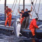 Aquaculture: tuna Bluefin tuna: Mediterranean Salmon: PNW