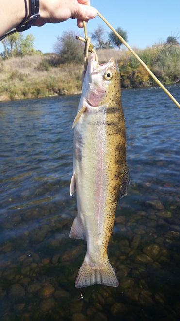 The Latin name for steelhead is Oncorhynchus mykiss, and they are listed as a threatened species by the California Department of Fish and Wildlife.