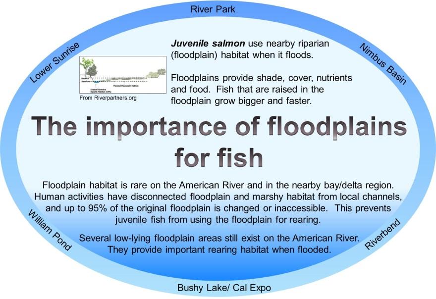 Why are floodplains important to fish? Healthy rivers need healthy floodplains. The floodplain is the low-lying area near the river that floods during high flow events.