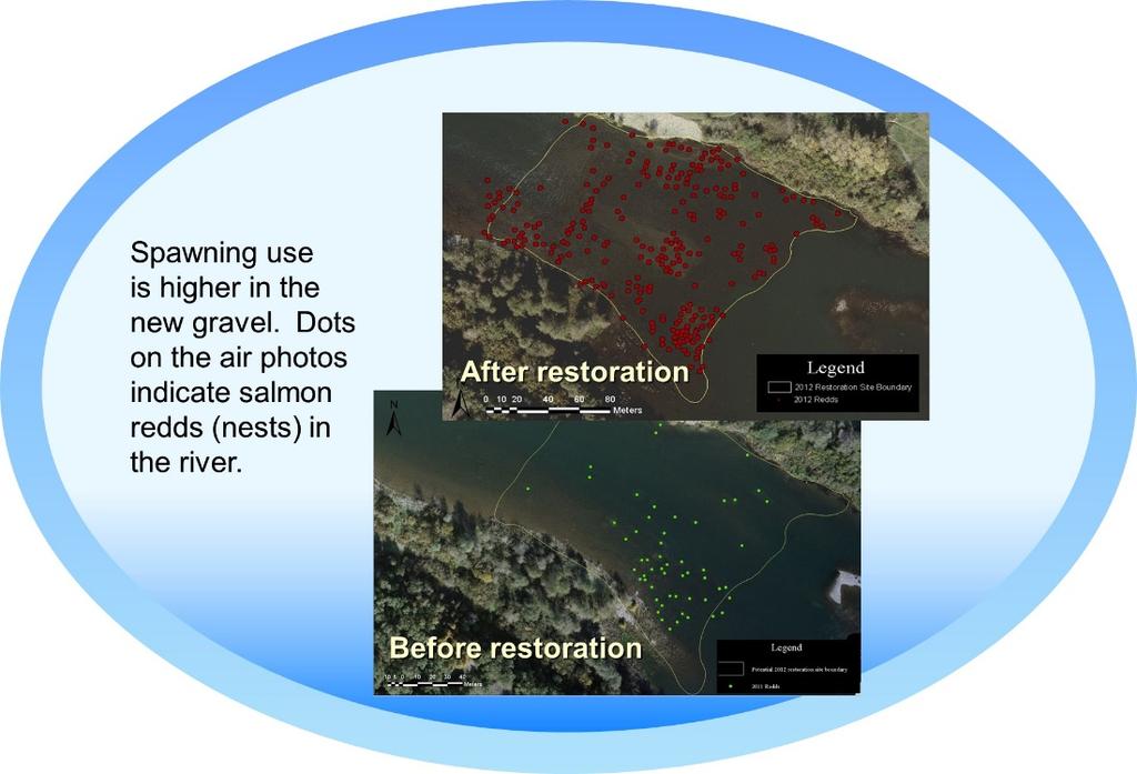A comparison of conditions before and after restoration shows these changes: Gravel size is smaller female fish can move the gravel and construct redds.
