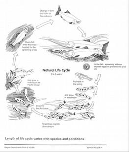 Introduction to Salmon Biology This section will provide information on the biology and life history of northwest salmon, starting with the natural life cycle of salmon and continuing with more