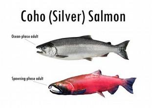 COHO SCIENTIFIC NAME. Oncorhvnchus kisutch, ("on-ko-rink-us ki-sooch") from the Greek word onko (hook), rynchos (nose) and kisutch, the common name for the cner-ioq in Siberia and Alaska.