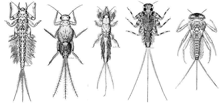 The order Trichoptera contain the caddisflies. These insects spend their juvenile life in the water, then emerge as winged adults. As juveniles, they resemble grubs or caterpillars.