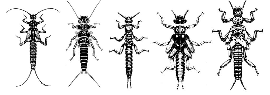 The order Plecoptera contain the stoneflies. These insects also spend their juvenile life in the water, then emerge as an adult.