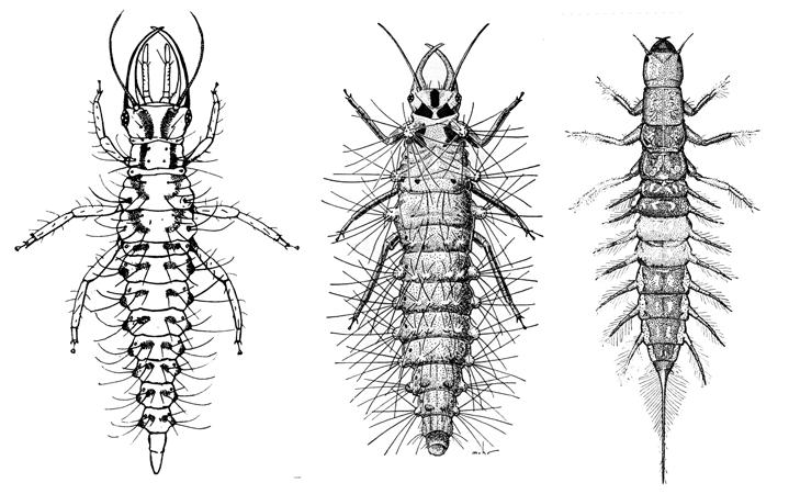 The order Neuroptera contain the alderflies, dobsonflies, fishflies, snakeflies, lacewings, and antlions. Some of these insects spend their juvenile life in the water, then emerge as winged adults.