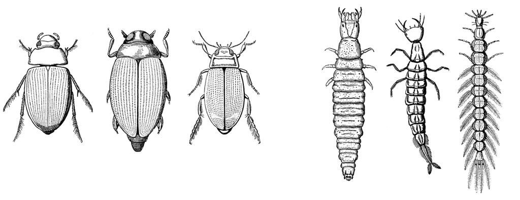 Recently, Dobsonflies, Fishflies, Hellgrammites, and Alderflies were placed in a new order Megaloptera; however, for simplicity we have kept them in their original order Neuroptera.