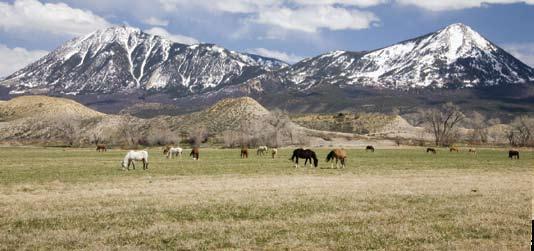 introduction A rise in the number of reported cases of horse neglect and abuse in Colorado over the past several years prompted a group of concerned horse industry leaders to examine the emerging