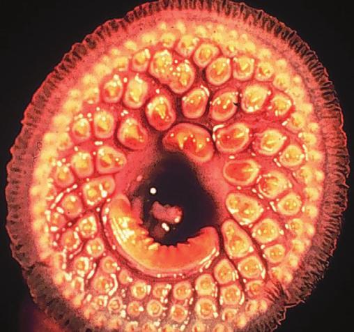 water of ships Feeds on native species Mouth of a sea lamprey Courtesy USGS, Great Lakes Science Center A fish called a Sea