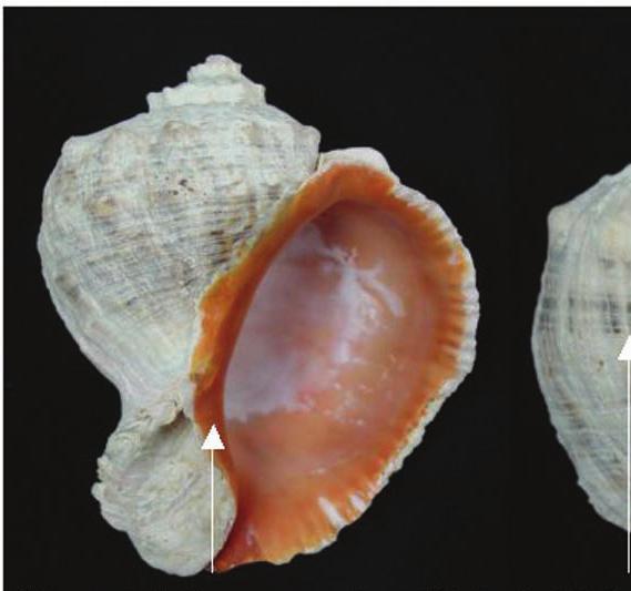 species, and clogs pipes of factories located on rivers and lakes A snail called the Veined Rapa Whelk; its scientific name is Rapana venosa Pacific Ocean In ballast water of ships Eats commercially