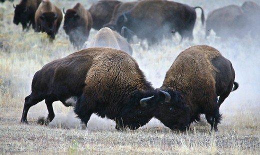 American Bison (Buffalo) Bison are the largest mammal in North America.