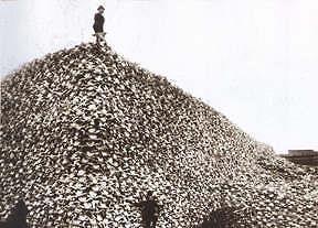 Buffalo Hunters Killed for the hides.