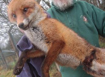 I have never used snares to control foxes. I use lamping with a high-powered rifle to manage fox numbers and electric fencing to secure birds.