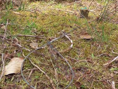 8. The impact of the snaring regulations in Scotland.