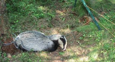 Scottish SPCA Aberdeenshire, July 2014 Snared on an electric fence A gamekeeper from Skene, Aberdeenshire, set a snare by an electric fence where it trapped a badger in such a way that its head was