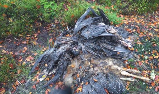 Berwickshire, October 2015 Protected geese used as bait Snare set by a stink pit containing a dozen pink-footed geese on Marchmont estate in