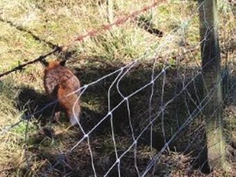2. Introduction OneKind and the League Scotland believe it is essential that the review consider the option of an outright ban on the use of snares in Scotland.