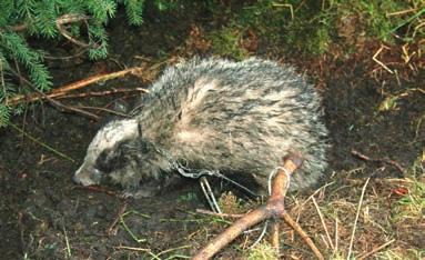 A report to DEFRA in 2012, Determining the extent of use and humaneness of snares in England and Wales (DEFRA report) 7 identified animal welfare indicators of significant clinical importance,