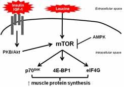 So we know that feeding protein after resistance exercise stimulates MPS due to the presence of circulating amino acids.