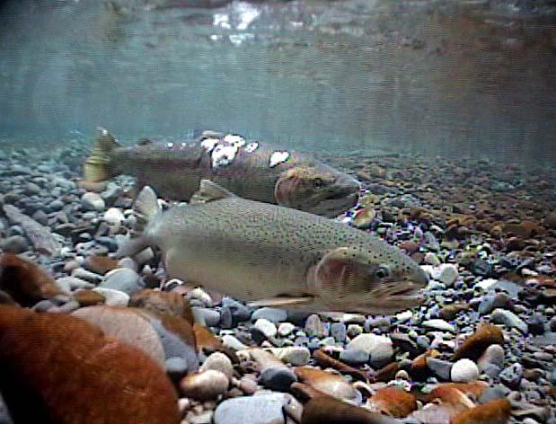 by salmon Using a few coho salmon examples and