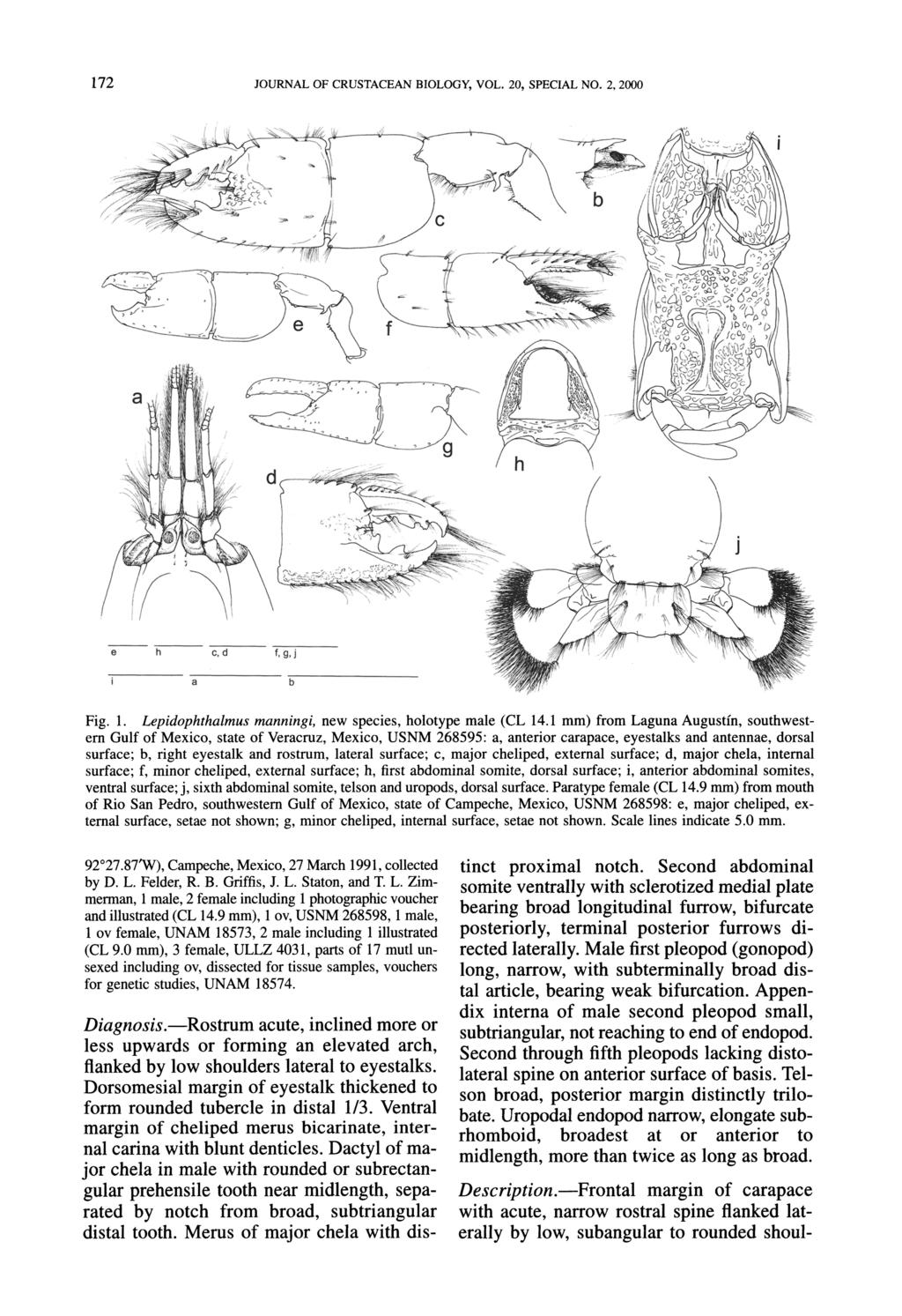 172 JOURNAL OF CRUSTACEAN BIOLOGY, VOL. 20, SPECIAL NO. 2, 2000 92 27.87'W), Campeche, Mexico, 27 March 1991, collected by D. L.
