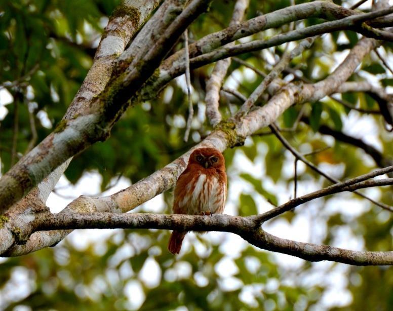 had our third pygmy marmoset sighting, a lone individual who
