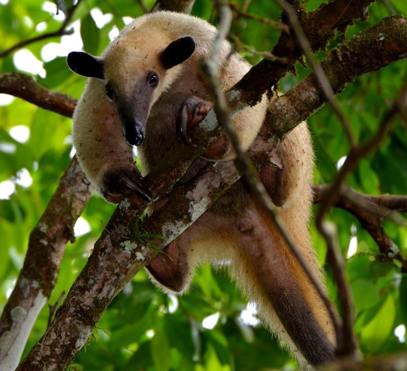 We then came across our second tamandua of the trip, that