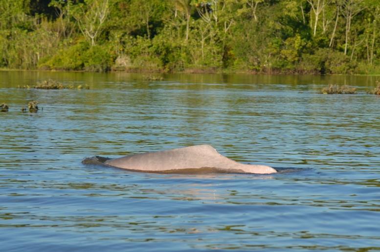 It turned out to be one of the most memorable moments of the trip as we watched a large male repeatedly swim up to and