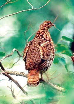 Ruffed Grouse Indicator: ruffed grouse harvest levels The ruffed grouse is one of Minnesota s most important game birds in terms of harvest.