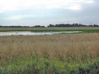 Prairie Wetland Complexes Indicator: Acres of prairie wetlands and grasslands protected annually Prairie wetland complexes restored or native grasslands mixed with a range of wetland types and sizes