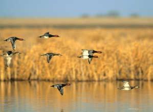 Mississippi Flyway Duck Harvest Indicator: Minnesota s share of the yearly Mississippi Flyway duck harvest Minnesota s share of the Mississippi Flyway duck harvest has declined from one-sixth of the