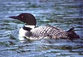 Loon Abundance Indicator: Loon population levels in six lake index areas Minnesota is the summer home to approximately 12,000 adult loons the largest population in the continental United States.