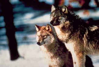 Wolf Management Indicator: Wolf population in Minnesota Since wolves were listed under the Endangered Species Act of 1973, the Minnesota wolf population has increased fourfold and expanded into