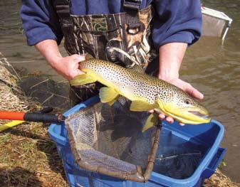 Brown Trout Populations Indicator: Brown trout population levels Abundance of Brown Trout 12 Inches Trout management in southeastern Minnesota 180 streams dates back to the 1870s with the 160