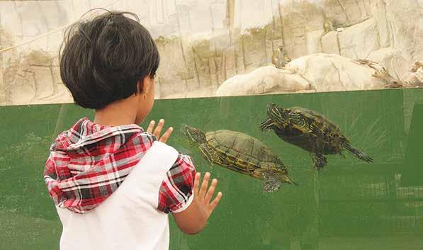34 The History of Al Ain Zoo Whilst most zoos were established with recreation as the main goal, Al Ain Zoo has always had conservation at its heart.
