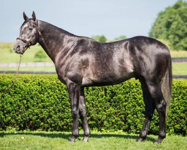Cairo Prince, born in 2011, a year before American Pharoah, joined the Airdrie Stud stallion roster in 2015 after a racing career that began with great promise and ended prematurely and in