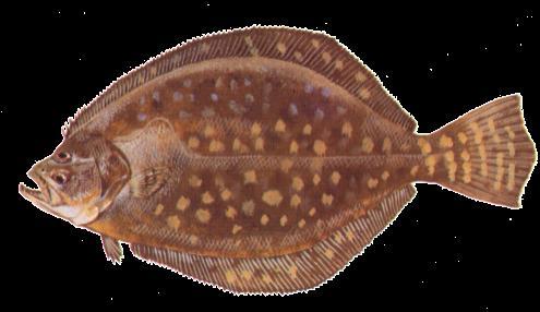 Southern Flounder Completed: February 2005 Amendment: In process Initial Status: Overfished (Depleted) Current Status: Depleted FMP