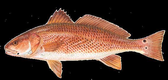 Red Drum Completed: March 2001 Amended: November 2008 Initial Status: Overfished Current Status: Recovering FMP