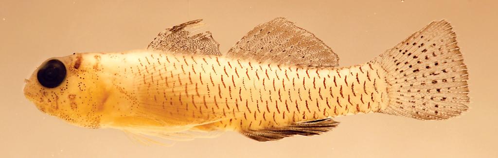 Figure 11. Eviota punctulata, preserved, CAS 244637, 15.7 mm SL male, Totoya Eastern Lagoon, Lau Group, Fiji (D.W. Greenfield). Eviota maculosa is most similar to E.