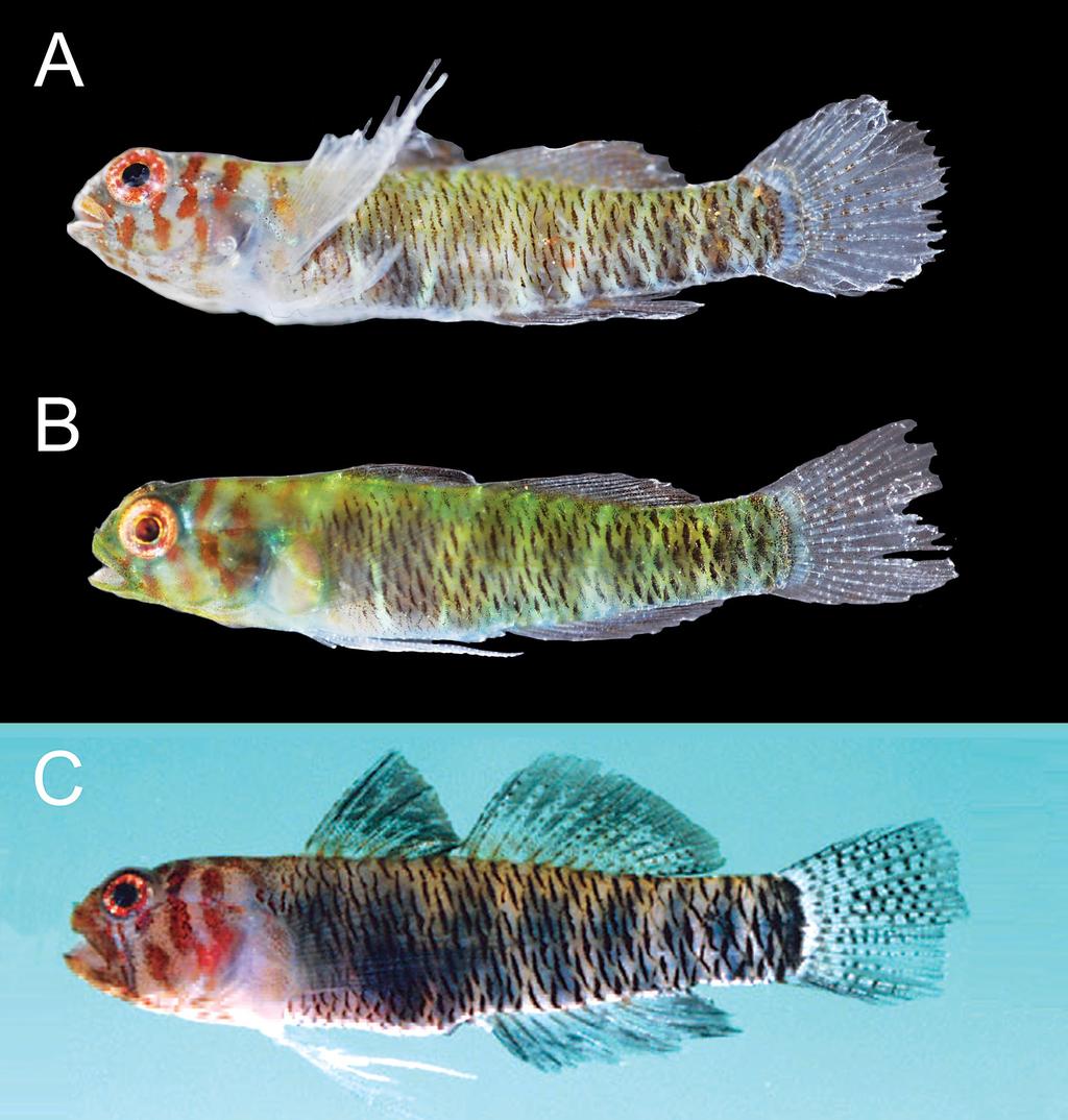 large dark spots on the first dorsal fin typical of E. maculosa have never been observed. Smaller individuals of E.