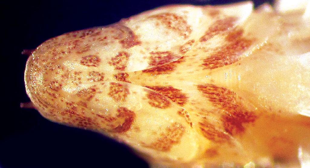 surface of body with row of orange-brown spots: 4 under first dorsal fin and 4 under second dorsal fin.
