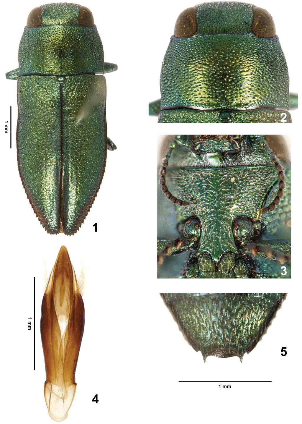 Acta Entomologica Musei Nationalis Pragae, 56(1), 2016 25 Figs 1 5.