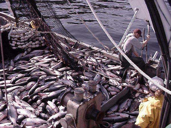 Chum Salmon Are there climatic factors that affect growth of Bristol Bay & Yukon River, Alaska chum salmon?