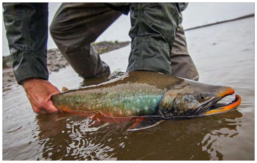 Dolly Varden are members of the char family, beautiful fish closely related to Brook Trout, Lake Trout, Bull Trout and Arctic Char. We call them the Brown Trout of Alaska.
