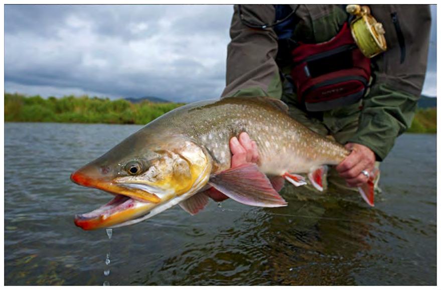 Arctic Char are the denizens of the deep lakes, coming out only in August and September to feed on