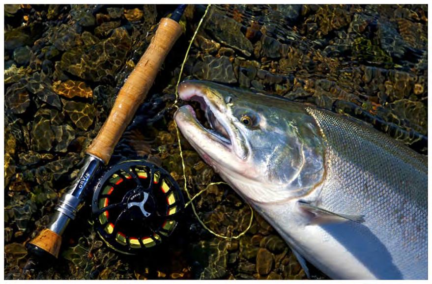 Catching the majestic Silver Salmon is one greatest fishing experiences an angler can have.